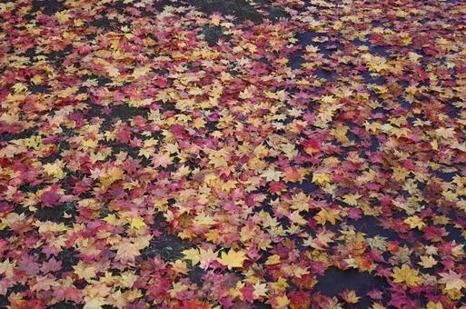 紅葉 もみじ,秋,背景の写真素材