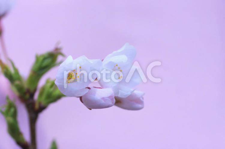 桜の小枝２ 春,花,桜の写真素材