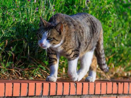 なかなかの貫禄な野良猫さんです。 なかなかの貫禄な野良猫さんです。の写真