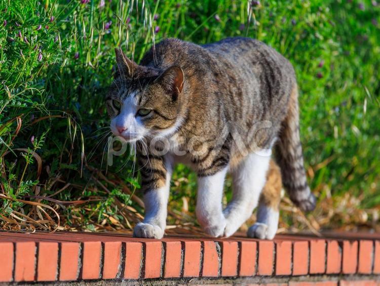なかなかの貫禄な野良猫さんです。 猫,野良猫,地域猫の写真素材