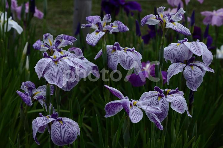 凛として優雅に咲く 花菖蒲,花,アヤメ科の植物の写真素材