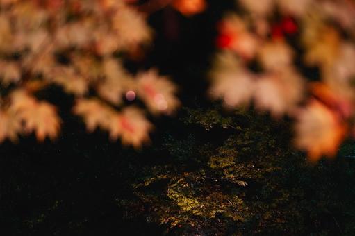 夢幻的な光に包まれた赤と黄色の葉の情景 夜景,夜,紅葉の写真素材