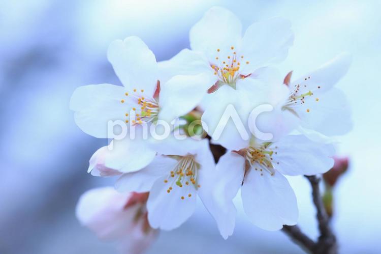 桜　さくら 桜,さくら,サクラの写真素材