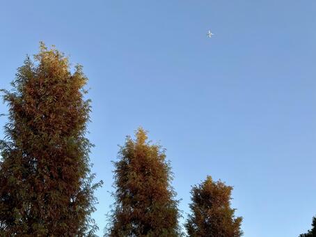 秋晴れと飛行機 秋晴れ,飛行機,紅葉の写真素材