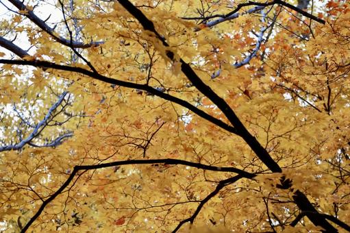 紅葉 紅葉,秋,風景の写真素材