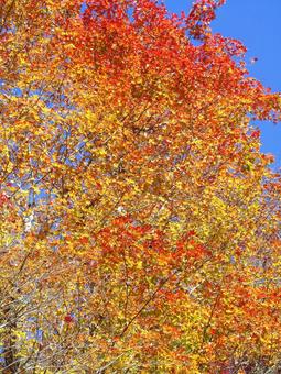 紅葉風景 紅葉,秋,青空の写真素材