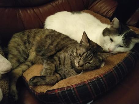 キジ猫&ハチワレ ぎゅうぎゅう仲良し キジ猫&ハチワレ ぎゅうぎゅう仲良しの写真