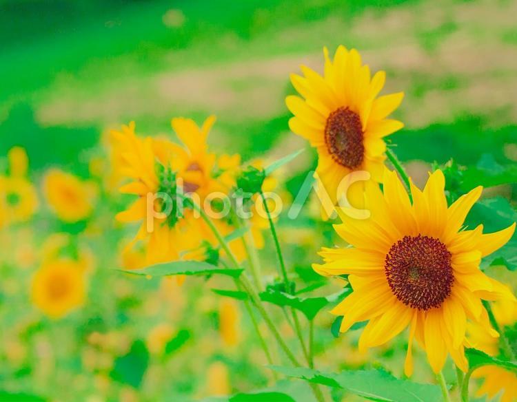 ひまわり8　2023.10.6 ひまわり,ヒマワリ,ひまわり畑の写真素材