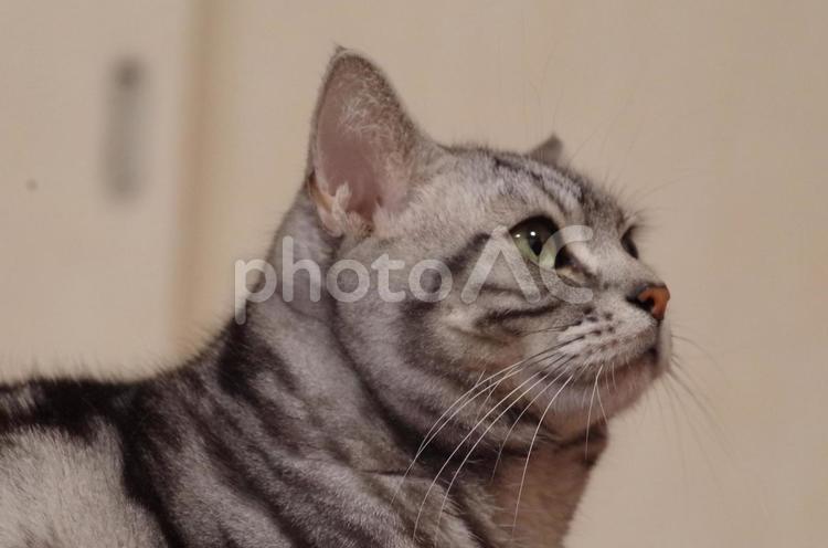 アメリカンショートヘアの横顔 ねこ,にゃんこ,アメリカンショートヘアの写真素材