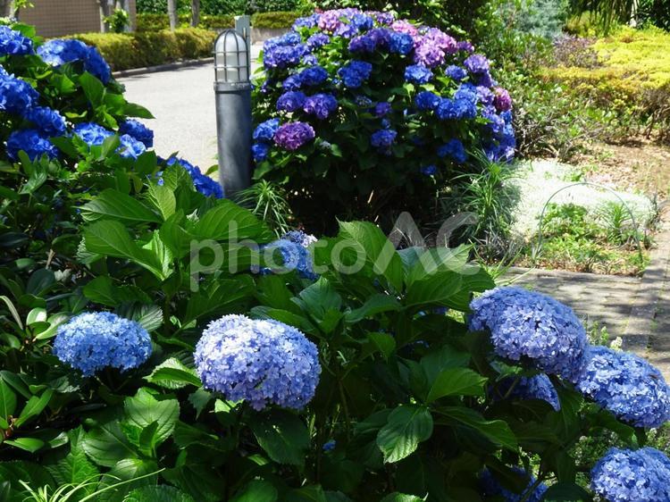 アジサイの季節-17 アジサイ,花,紫の写真素材