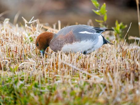 Wigeon duck walking on the ground, JPG