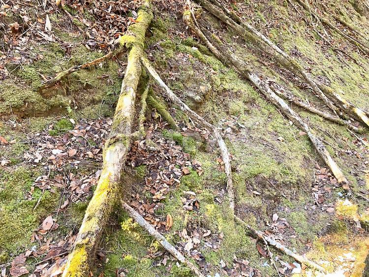 木の根 木の根,根っこ,根の写真素材