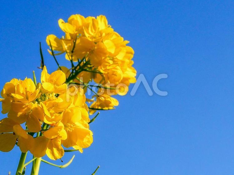 鮮やかな青空と菜の花 菜の花,青空,黄色の写真素材