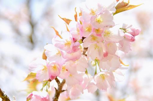 淡いピンクの桜 苔清水 淡いピンクの桜 苔清水 苔清水,桜,花の写真素材