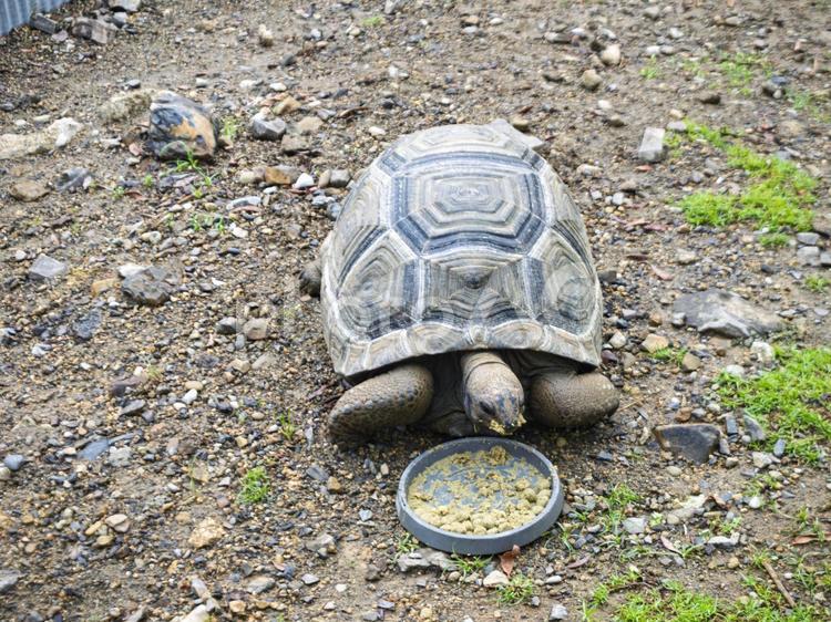 のんびりごはん中のリクガメ リクガメ,カメ,動物の写真素材