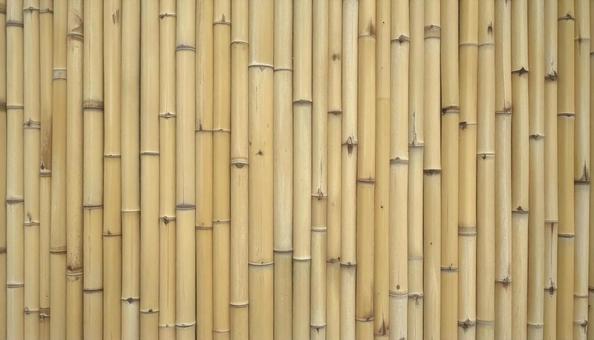 竹の背景 アップ 竹の背景 アップの写真