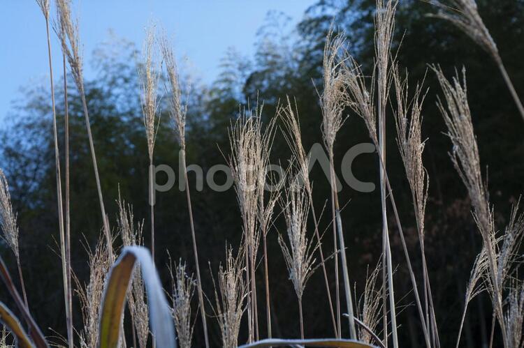 冬の朝、霜の付いた葉 冬,しも,氷点下の写真素材