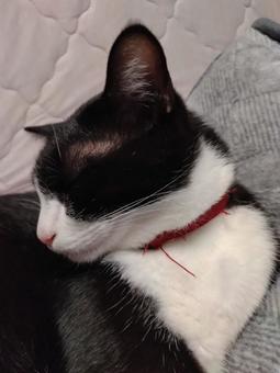 はちわれ猫038 はちわれ猫038の写真