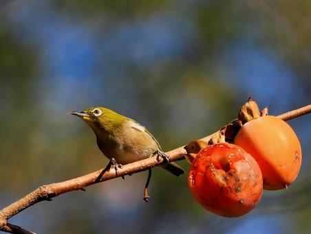 柿の実を食べに来たメジロ メジロ,野鳥,鳥の写真素材