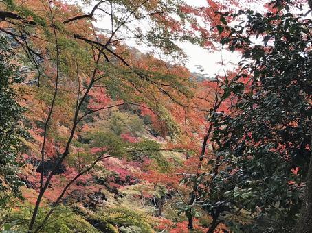 autumn leaves, JPG autumn leaves, JPG
