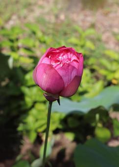 法金剛院 蓮の花 紅八重碗蓮 法金剛院 蓮の花 紅八重碗蓮の写真