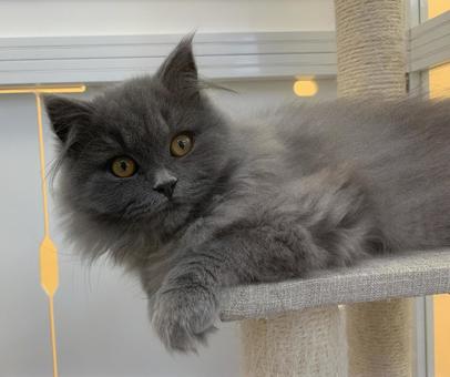 British Longhair Cat, JPG British Longhair Cat, JPG