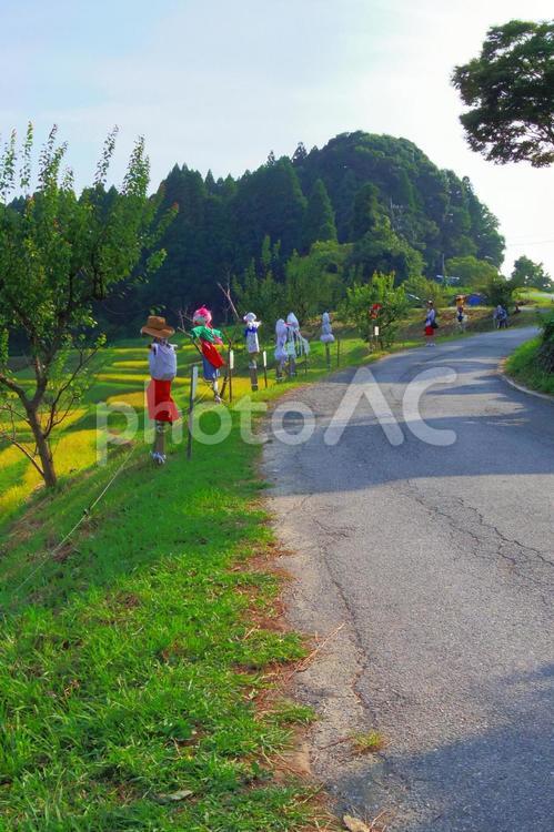 棚田へと続く案山子道 棚田,稲,収穫の秋の写真素材