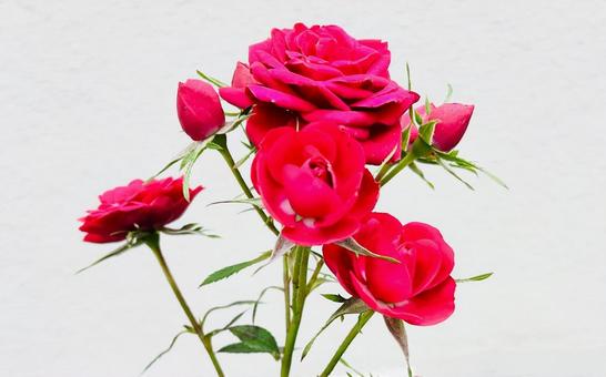 薔薇 薔薇の写真