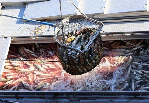 北海道の秋~水揚げされる鮭 北海道の秋~水揚げされる鮭 水揚げ,鮭,北海道の写真素材
