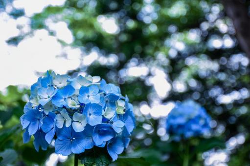 梅雨の花 梅雨の花の写真