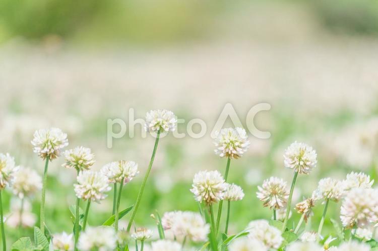 シロツメクサの花畑 春,花,シロツメクサの写真素材