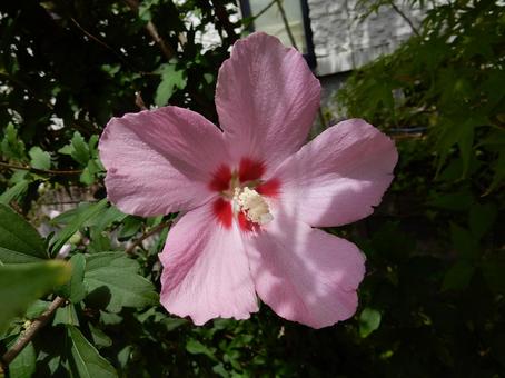 [Flower photo] Rose of Sharon, JPG