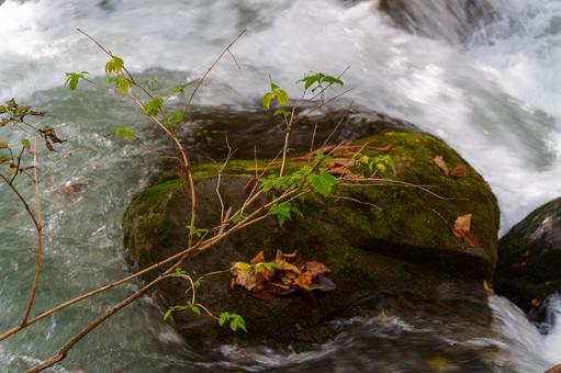 奥入瀬の紅葉 奥入瀬の紅葉の写真