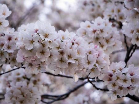 東川の桜並木 桜,さくら,春の写真素材