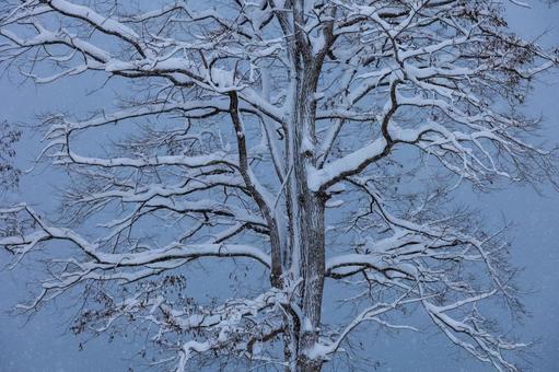 雪を深く被り冬の空に向き合う大樹 冬景色,雪を被った樹,大木の写真素材