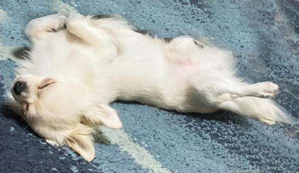 仰向けでゴロンするチワワ チワワ,白,仰向けの写真素材