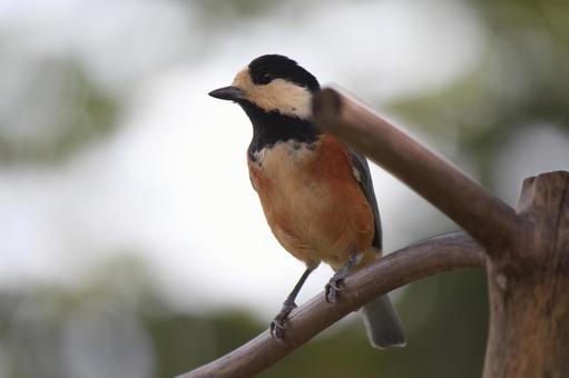 ヤマガラの写真