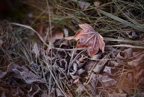 霜がついた落ち葉 落ち葉,霜,枯葉の写真素材