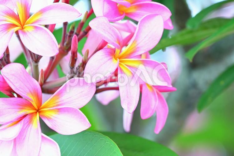 ピンク色のプルメリアの花～その３～ プルメリア,綺麗,可愛いの写真素材