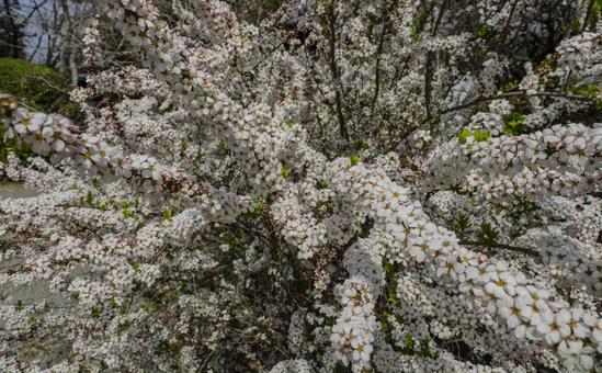 Spiraea in full bloom, JPG Spiraea in full bloom, JPG