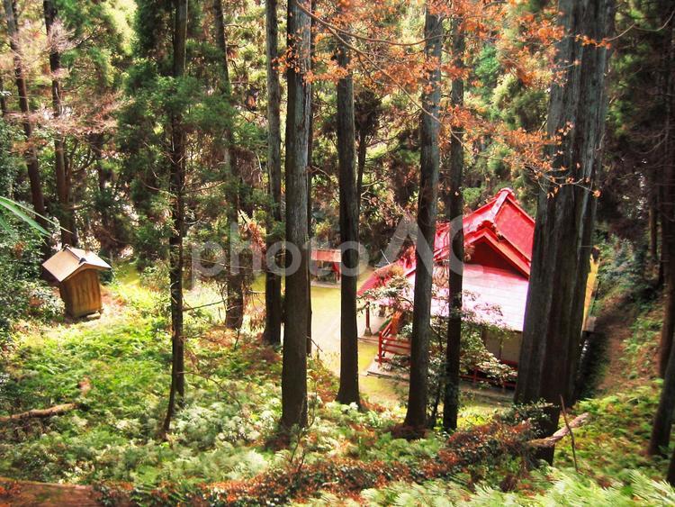 林から神社を見下ろす 林,神社,寺の写真素材