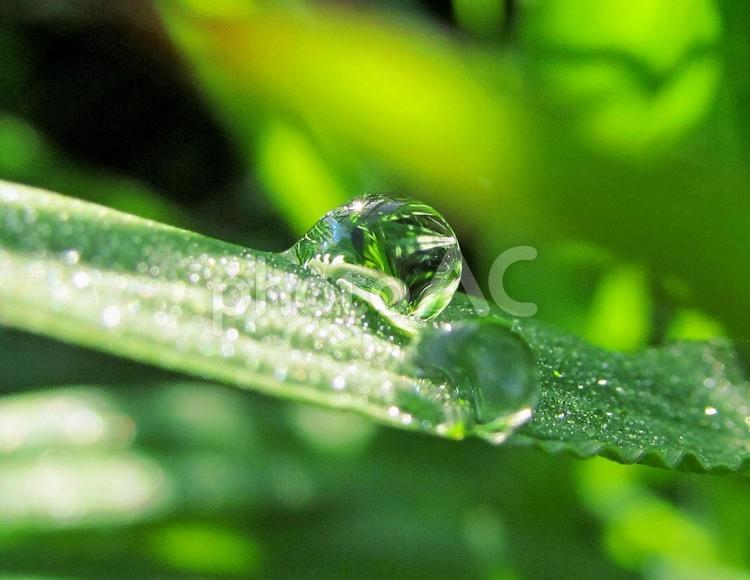 水滴と緑の葉と朝の光 水滴,しずく,雨の写真素材