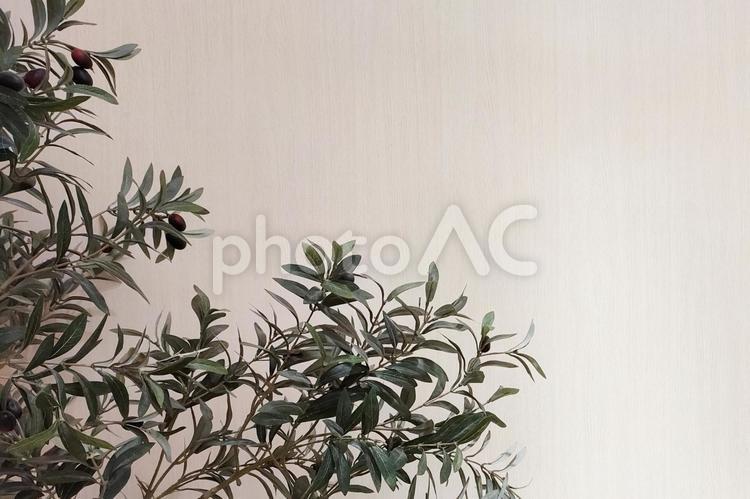 観葉植物と白壁のイメージ 背景,壁紙,植物の写真素材