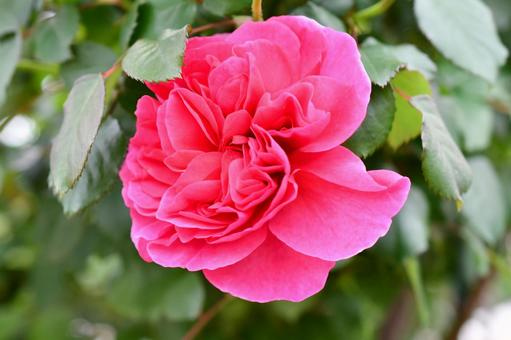 薔薇 アライブ 薔薇 アライブ 薔薇,アライブ,ピンクの写真素材