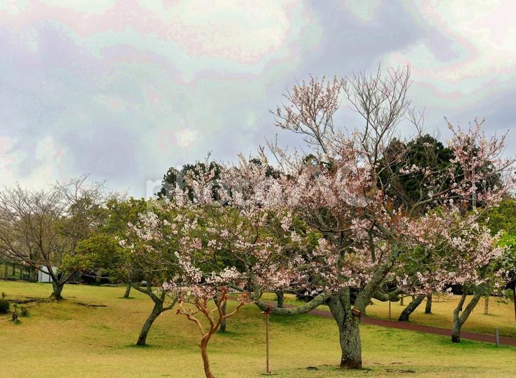 曇天の空と黄色の芝と桜の風景 曇り空,曇天,芝生の写真素材