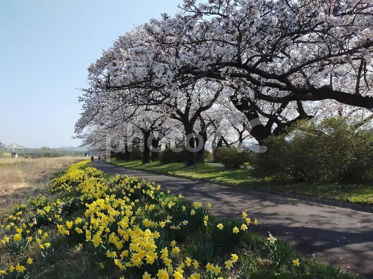桜並木と水仙 さくら,春,自然の写真素材