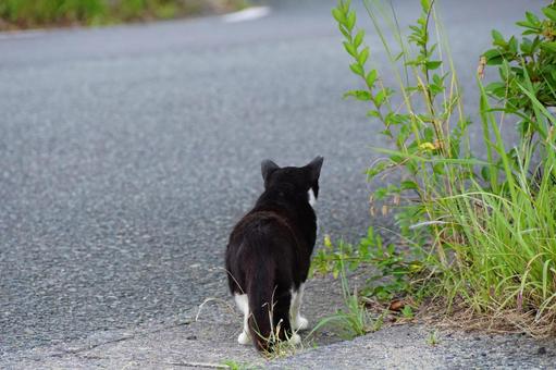 ねこの後ろ姿 ねこの後ろ姿の写真