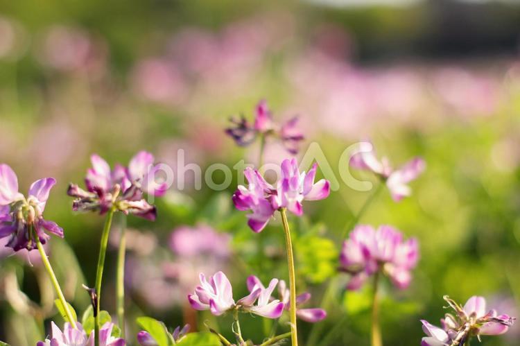 蓮華草の花と緑 レンゲソウ,れんげ草,レンゲ草の写真素材