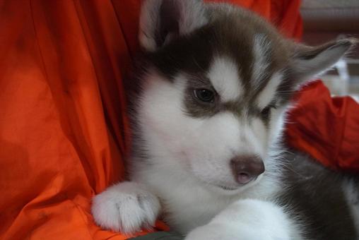アラスカンマラミュートの赤ちゃん アラスカン・マラミュート,アラスカンマラミュート,赤ちゃんの写真素材