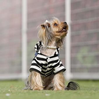 お座りワンコ(ヨークシャーテリア) お座りワンコ(ヨークシャーテリア) 犬,ヨークシャーテリア,ヨーキーの写真素材